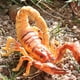 thumbnail image 5 of Juguetes Educativos Hugo Pieza de 4 Aprendizaje Natural Juego de Crecimiento de Insectos, 5 of 9