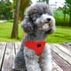 thumbnail image 5 of Correa para mascotas para acampar y hacer senderismo con arnés de pecho y espalda de malla tipo sándwich para perros pequeños y medianos. Cuerda de remolque de nailon para mascotas., 5 of 6