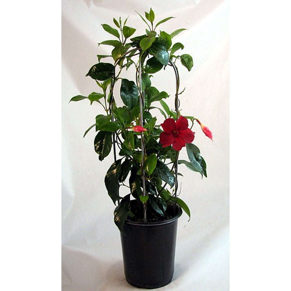 Red Brazilian Jasmine Plant on Trellis Mandevilla 5