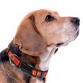 thumbnail image 3 of Pets First NFL Kansas City Chiefs Pet Collar, Medium, 3 of 5