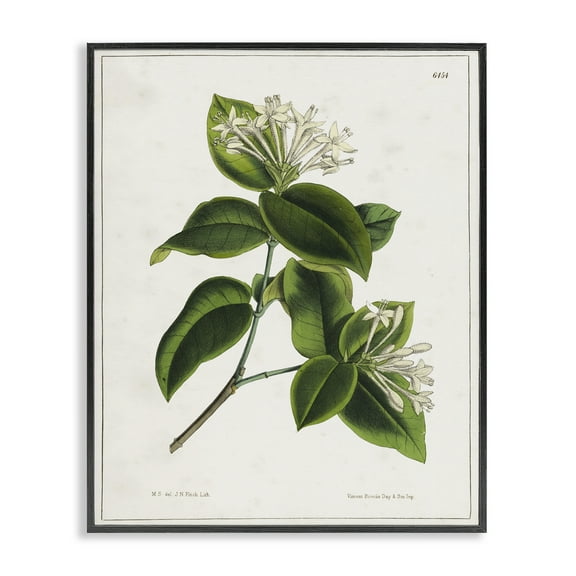 Stupell Industries Blooming Vintage Study Plants & Flowers Painting Black Framed Art Print Wall Art, 11 x 14