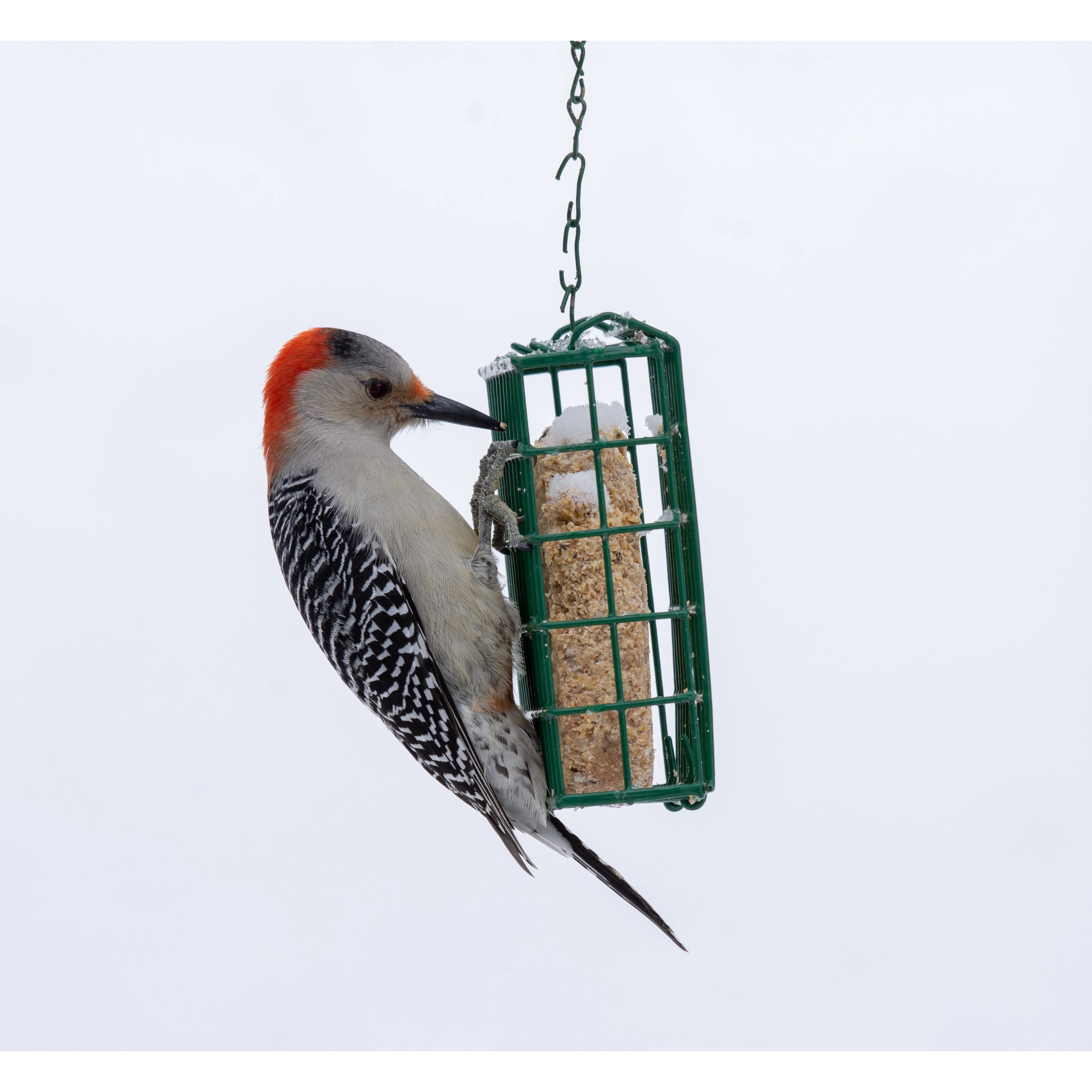 C&S Green Wild Bird EZ Fill Suet Cake Feeder