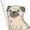 White, variant on Pugs Print Athletic Crew Socks for Men & Women,Casual Crew Socks,Above Ankle Crew Socks for Business, Casual