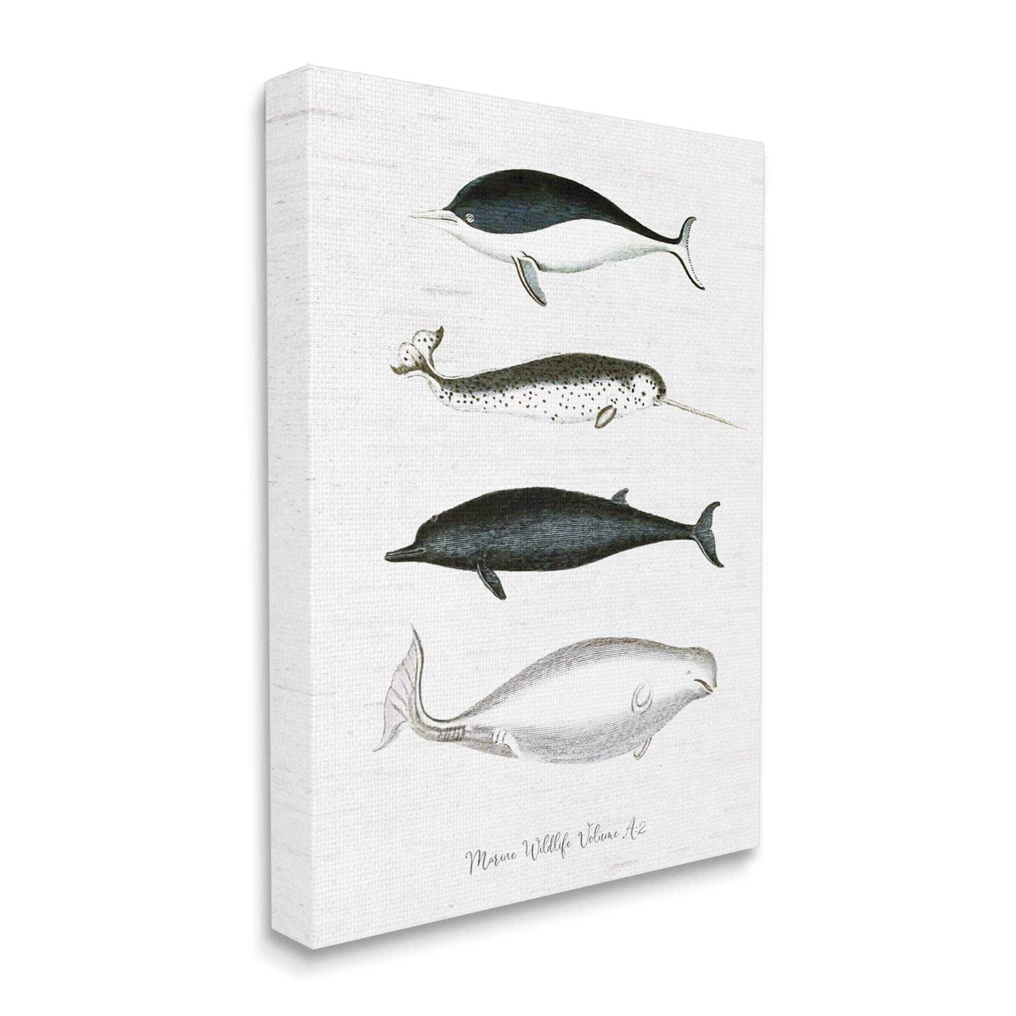 Stupell Industries Nautical Sea Life Whales Narwhal Marine Drawings Graphic Art Gallery Wrapped Canvas Print Wall Art, Design by Lettered and Lined
