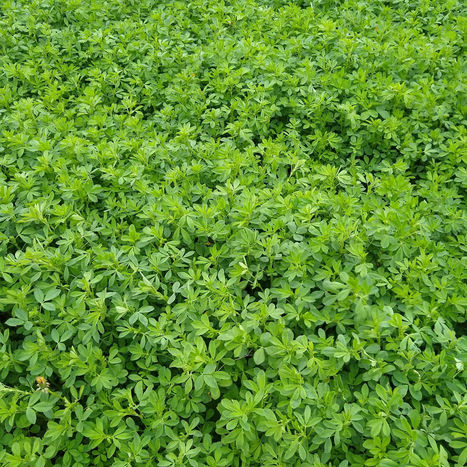Hale Habitat & Seed Alfalfa Food Plot Seed, 5 lbs