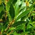 thumbnail image 2 of Bay Laurel Plant, 4-8 Inch Tall Starter, Bay Leaf Plant Live for Indoor or Outdoor Growing, 2 of 6