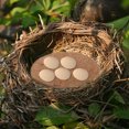 thumbnail image 2 of EeaseMX 10pcs PIGHT NATURAL PIEZAS HUEVO DURATORIBLE MATS NESTAS DE PÁJARO CLÁSICO PAD, 2 of 8