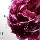 thumbnail image 5 of Perfume Davidoff Cool Water Sea Rose EDT 100 ml para mujer, 5 of 5