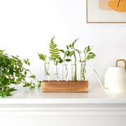 Desktop Plant Propagation Station, Dingrich 5 Glass Test Tube Plant Terrarium with Wooden Stand for Hydroponic Plants Home Office Home Decoration