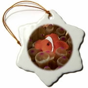 3dRose Indonesia, Wakatobi, Spinecheek Anemonefish-AS11 SWS0282 - Stuart Westmorland - Snowflake Ornament, 3-inch