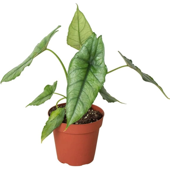 Alocasia Dragons Breath Live Plant for Indoor | Different Houseplants in 4'' & 6'' Pot | Real House Plant for Living Room, Office, Desk & Bathroom | Elephant Ear | Heterophylla