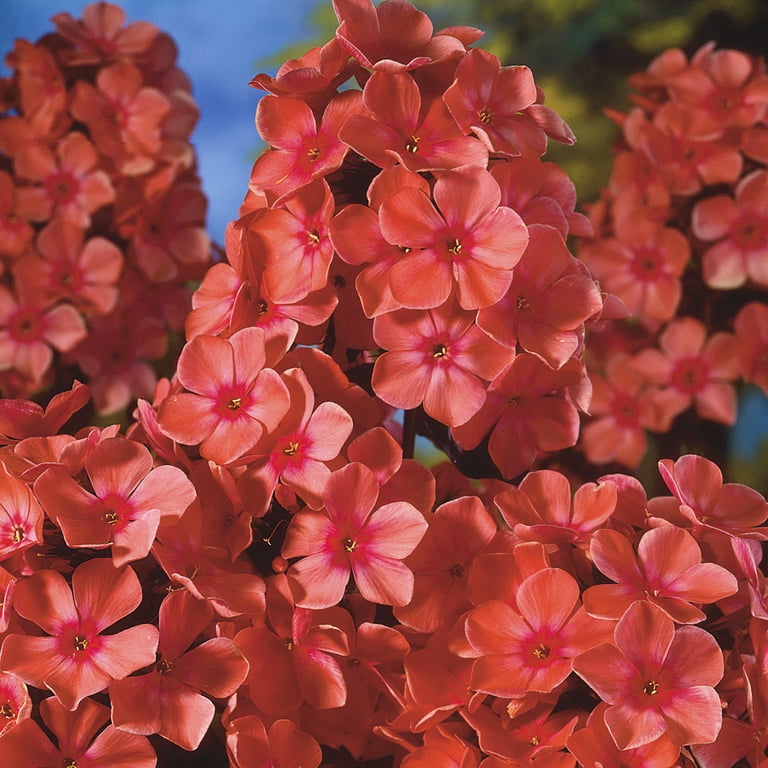 Van Zyverden Tall Phlox Paniculata Orange Perfection Set of 5
