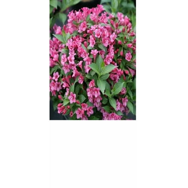 Pink Weigea Live Plant 12-18" in Height ina #3 Container