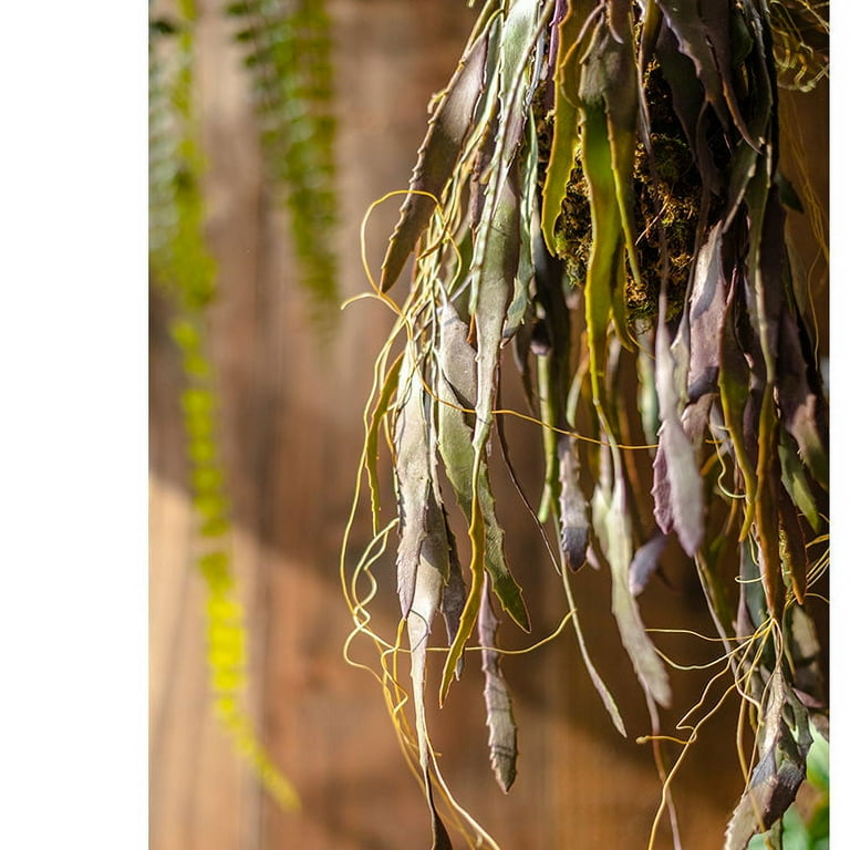 Hanging Aloe Vera in Pot - Walmart.com
