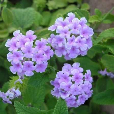 Purple Lantana Shrub Plant, Lantana Plants Live for Outdoor Gardening, 4 Inch Tall Starter