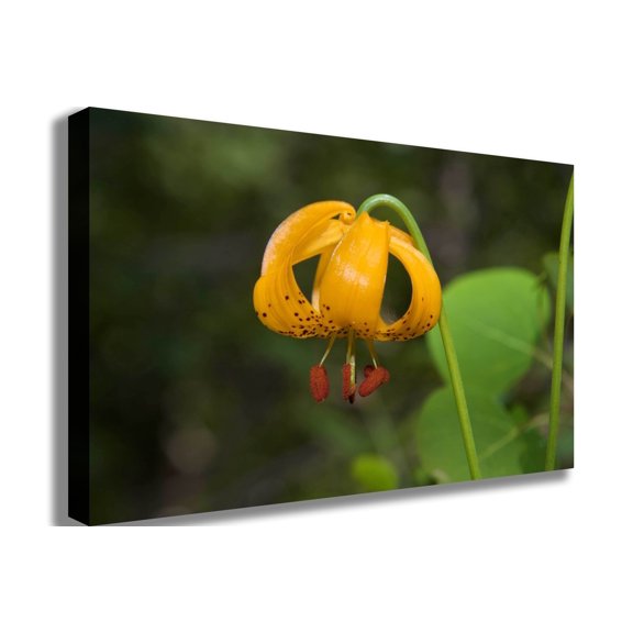 DeWitt Flower I Canvas Print