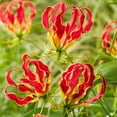 thumbnail image 1 of Flower Bulbs - Gloriosa Climbing Lily Rothschildiana (2 Bulbs), 1 of 1