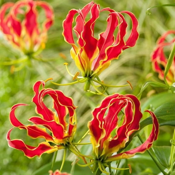 Bulbes à fleurs - Gloriosa Glorieuse Rothschildiana (2 Bulbes)