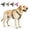 Brown, variant on No Pull Dog Harness with Handle Walking Training Vest, | 2026 New Front Clip Dog Harness, Reflective Pet Vest Tactical Harness for Large Medium Small Dogs Walking Training