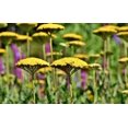 thumbnail image 3 of Gold Yarrow Seeds/ Perennial/ Full Sun/  43K+ Seeds 1/4 oz/ Zellajake Farm and Garden - B103, 3 of 5