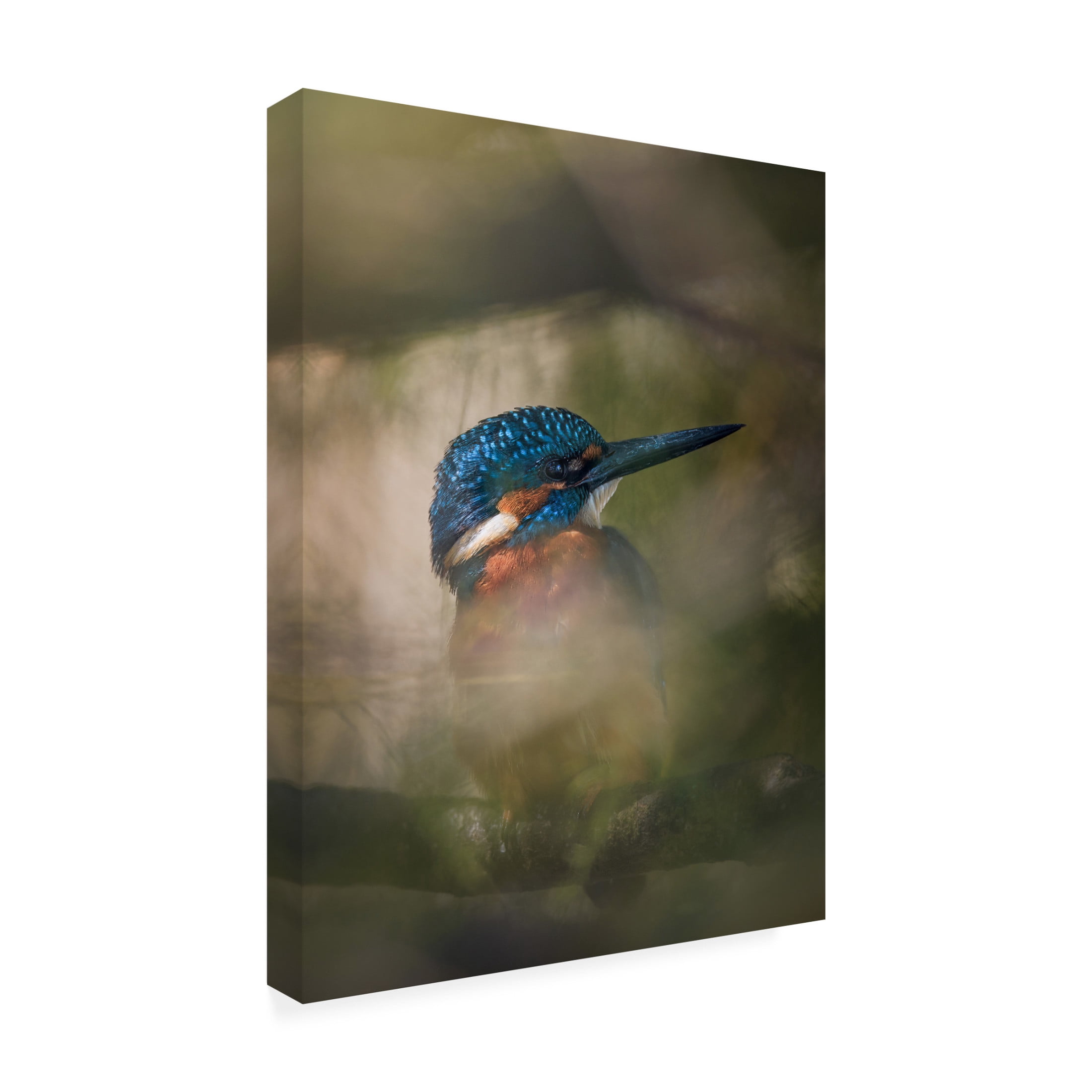 Trademark Fine Art Andrea Haase Renmyr A Hidden Gem Canvas Wall Art