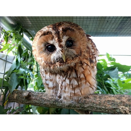 Tawny Port Bird - Laminated Poster Animals Bird Head Beak Owl Owls Tawny Animal Poster Print 11 x 17