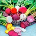 thumbnail image 1 of HJADGG 200+ Heirloom Blend Mixed Radish Seeds All Heirloom Seeds -This Assortment Combines a Variety of Heirloom Radish cultivars, Each with its own Distinctive Colour, Shape, and Tastes., 1 of 2