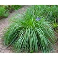 thumbnail image 4 of Hirt's Gardens Lemon Grass Plant - Cymbopogon - 6" Pot, 4 of 4