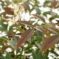thumbnail image 2 of Southern Living 1G Nandina Live Shrub, 2 of 3