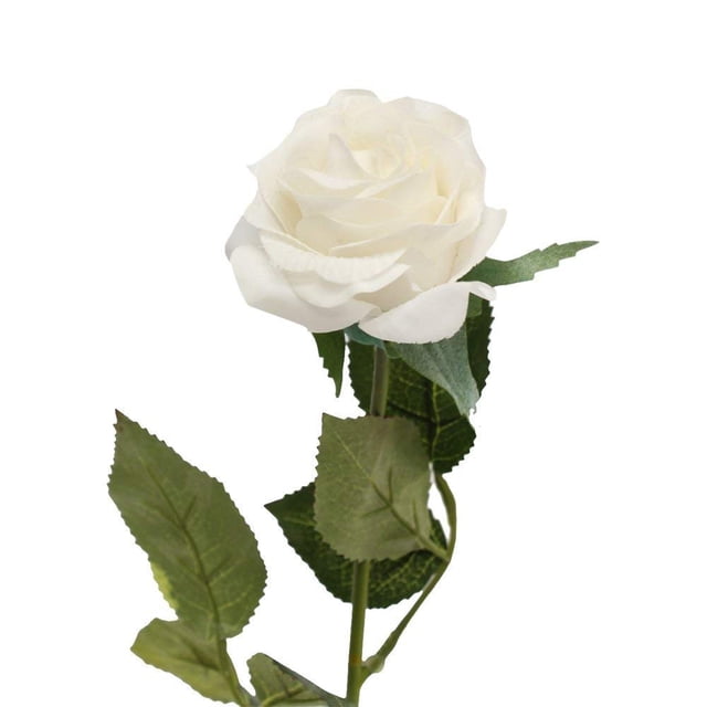 10 Stems of Real touch medium open Real Touch nice rose (Off White ...