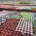 thumbnail image 7 of 10PCS Assorted Live Succulents Plants with 2''Pot, Starters, Garden Lovers, DIY Projects, Wedding Favors, 7 of 7
