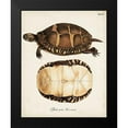 thumbnail image 2 of Unknown 15x18 Black Modern Framed Museum Art Print Titled - Antique Turtles and Shells IV, 2 of 5