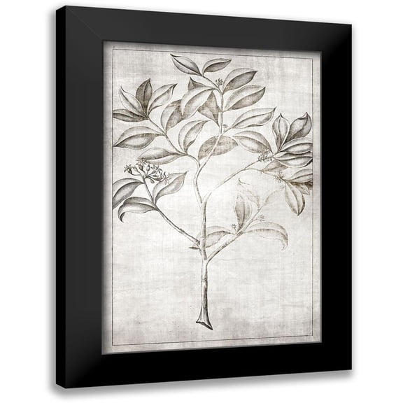 Brown, Denise 11x14 Black Modern Framed Museum Art Print Titled - Antique Palm 1