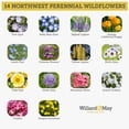 thumbnail image 2 of Willard & May Northwest All Perennial Wildflower Seed Mix, Cool Climate Flowers for Full Sun, Pollinator Friendly, Easy Grow Bulk Seeds (1/4 Pound), 2 of 5