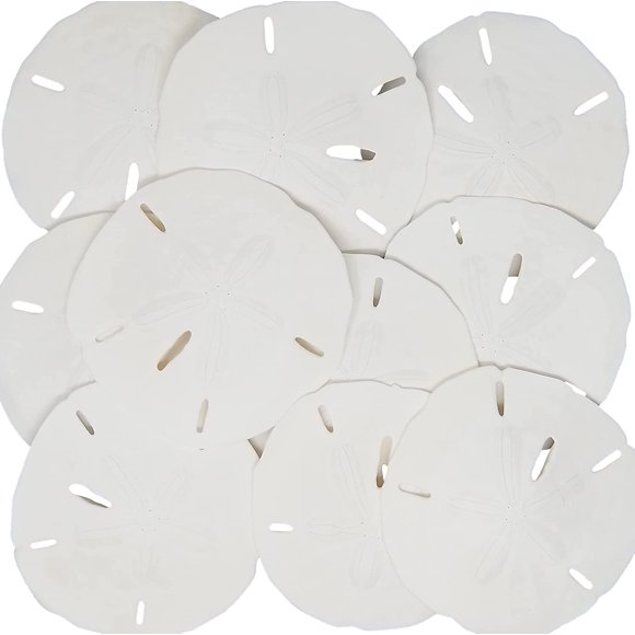 Sand Dollars 3 Pouces-3.5 Pouces - 15 Pcs - Dollar de Sable de Mariage pour Artisanat - Sandollars en Vrac Cueillis et Emballés à la Main par Tumbler Home en Floride