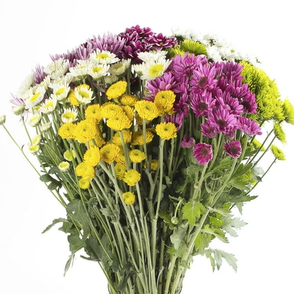 Assorted Novelty Poms - Farm Direct Fresh Cut Flowers - 60 Stems