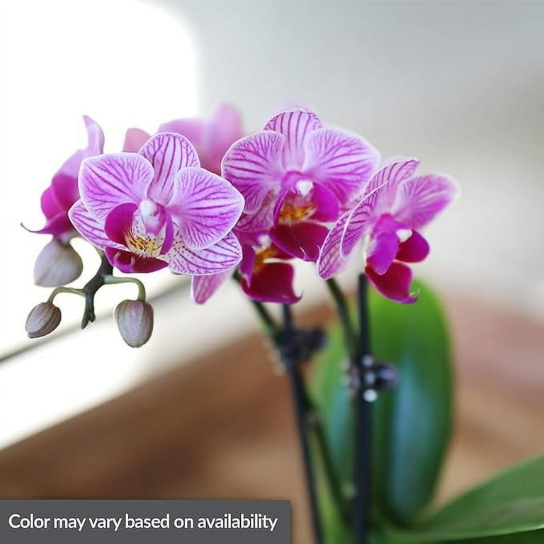 Just Add Ice 20-Pack Mini Assorted Pink Orchids Live Plant Party
