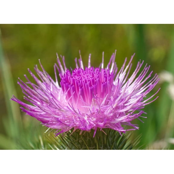 Holy Thistle Plant Seeds (50 Seeds) - Silybum marianum - Blessed Plant - Brings Favor and Luck