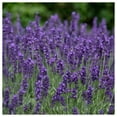 thumbnail image 3 of Everwilde Farms - 2000 Vera Lavender Herb Seeds - Gold Vault Jumbo Bulk Seed Packet, 3 of 5