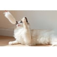 thumbnail image 3 of Varita De Juguete Para Gatos De Felpa, Varita Flexible Resistente A Las Mordeduras Para Gatos Con Material De Piel De Conejo Sintética, Varilla De PC Para Entrenamiento, 3 of 7