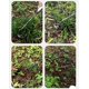 thumbnail image 2 of Herramienta extractora de malas hierbas, 2023 nueva herramienta duradera para tirar de malas hierbas de jardín, herramienta portátil para jardín para jardinería de verduras en el patio trasero (m, 2 of 4