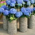 thumbnail image 3 of Brighter Blooms - Nikko Blue Hydrangea, 3 gal - No Shipping to AK, AZ, HI, 3 of 4