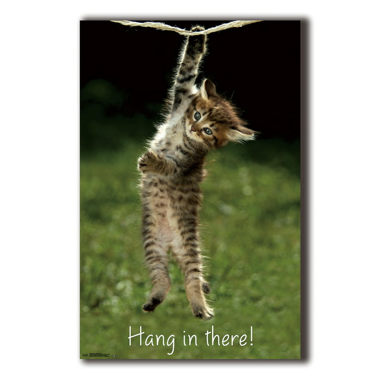 hang in there cat wallpaper