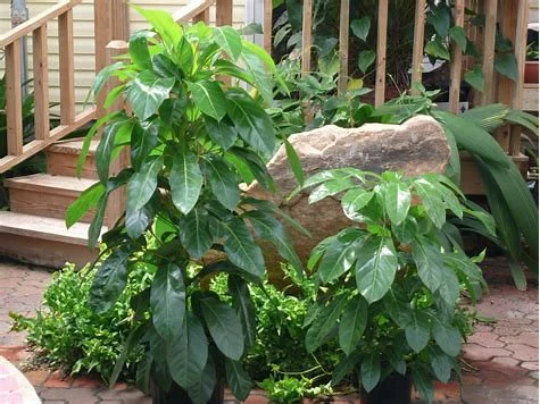 1 Alpine Schefflera 'Junior' Umbrella Tree Cleans your Indoor Air! A great way to purify your surroundings!