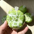 thumbnail image 6 of Wax Cracking Squishy Crispy Stress Relief Ball Snowball Crunch Sensory Fidget Toy Slow Rebound Squeeze Toy for Anxiety ADHD Adults Kids Hand Therapy Green 1PC, 6 of 8