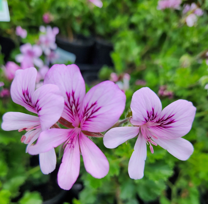 Lemon Scented Geranium Live Plant, 4–6 Inch Tall, Fragrant Pelargonium Lemonii, Aromatic Foliage for Indoor Outdoor Containers