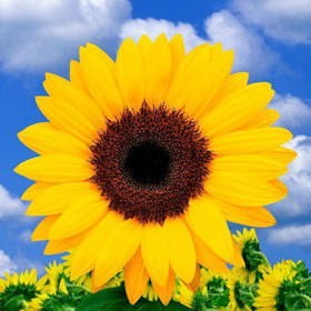 GlobalRose 100 Fresh Cut Yellow Sunflowers - Fresh Flowers For Birthdays, Weddings or Anniversary.