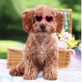 thumbnail image 4 of Pet Goggles Heart Funny: Puppy Glasses Dog Eyewear Protection with Elastic Band, 4 of 4