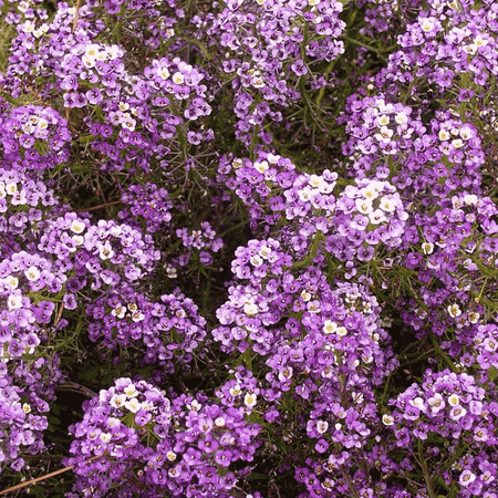 Sweet Alyssum Seeds Everwilde Farms - 2000 Royal Carpet Sweet Alyssum Garden Flower Seeds - Gold Vault Jumbo Bulk Seed Packet ()