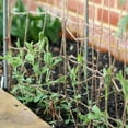thumbnail image 4 of AMERTEER Jute Plant Support Net Vine Plant Support Trellis Growing Climbing Net Rope Net Practical Gardening Accessories for Heavy Crops, 4 of 7